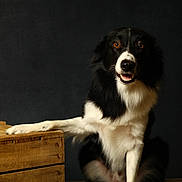Sam participe au concours pour gagner de l'argent avec cette photo : dog, black_and_white, border_collie, crate, wooden_crate, paw, pet, animal, smiling, portrait, studio, dark_background, fur, canine, sitting, friendly, looking_at_camera, expression, indoor, cute