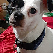 Maxx is registered to the contest to win money with this photo: animal, bed, black_and_white, close_up, collar, cute, dog, domestic, ears, eyes, fur, household, indoor, mouth, nose, pet, red, sitting, small_dog, tag