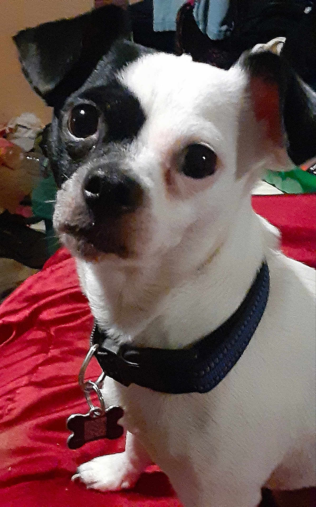 Maxx