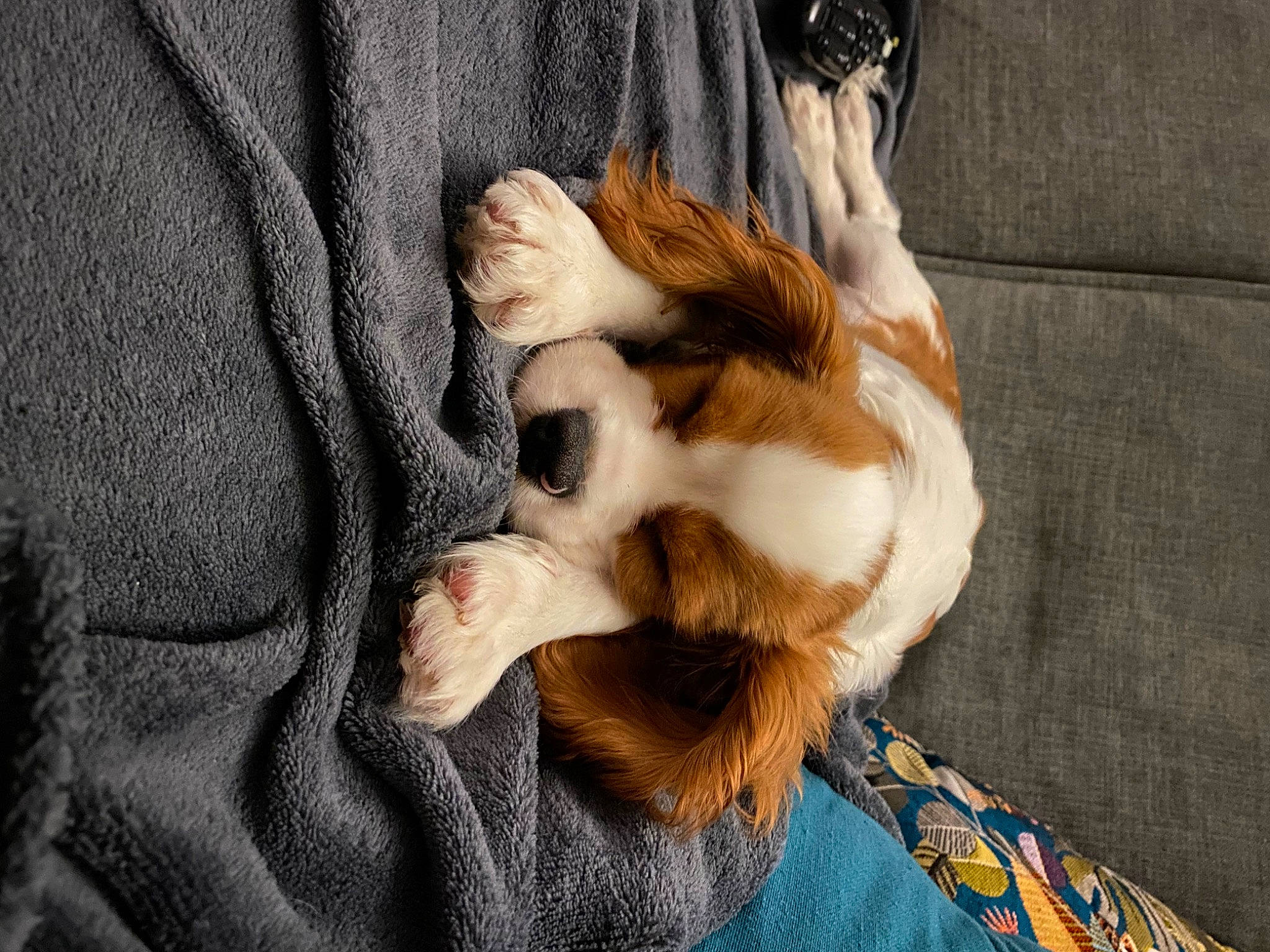 Malo a rejoint le concours — aidez-le/la à gagner de superbes lots ! canidae, carnivore, claw, comfort, companion_dog, dog, dog_breed, fawn, felidae, fur, gesture, musical_instrument, nap, paw, small_to_medium_sized_cats, snout, sporting_group, tail, toy_dog, whiskers