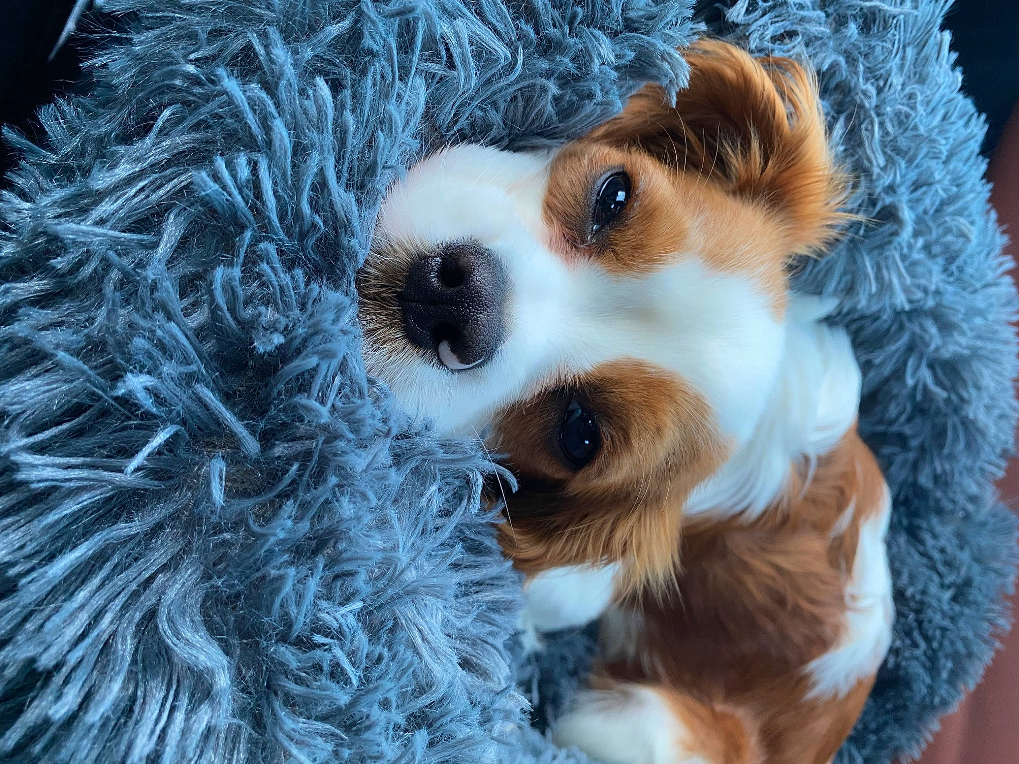 Malo a rejoint le concours — aidez-le/la à gagner de superbes lots ! canidae, carnivore, collar, companion_dog, dog, dog_breed, dog_collar, dog_supply, fawn, fur, herding_dog, puppy, snout, sporting_group, terrestrial_animal, toy, toy_dog, whiskers, working_animal, working_dog