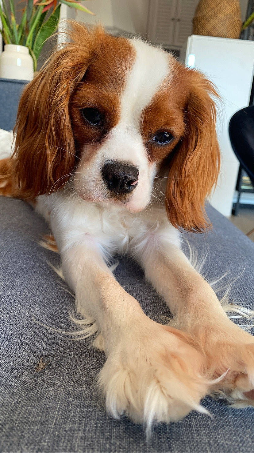 Malo a rejoint le concours — aidez-le/la à gagner de superbes lots ! canidae, carnivore, cavalier_king_charles_spaniel, companion_dog, dog, dog_breed, door, fawn, flowerpot, fur, houseplant, king_charles_spaniel, liver, snout, spaniel, sporting_group, terrestrial_animal, toy_dog, whiskers, working_animal