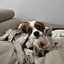 animal, beige, canine, closeup, companion, couch, cozy, cute, dog, domestic_animal, friendship, fur, indoor, lying_down, pet, puppy, resting, sleepy, snuggling, two_dogs