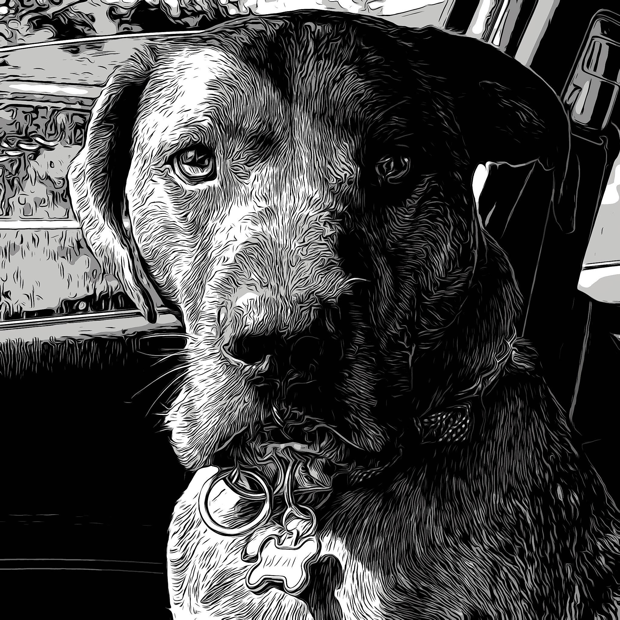 Deazle is registered to the contest to win money with this photo: art, black, black_and_white, canidae, carnivore, companion_dog, dog, dog_breed, fur, hunting_dog, monochrome, monochrome_photography, snout, sporting_group, stock_photography, style, terrestrial_animal, whiskers, working_animal, working_dog