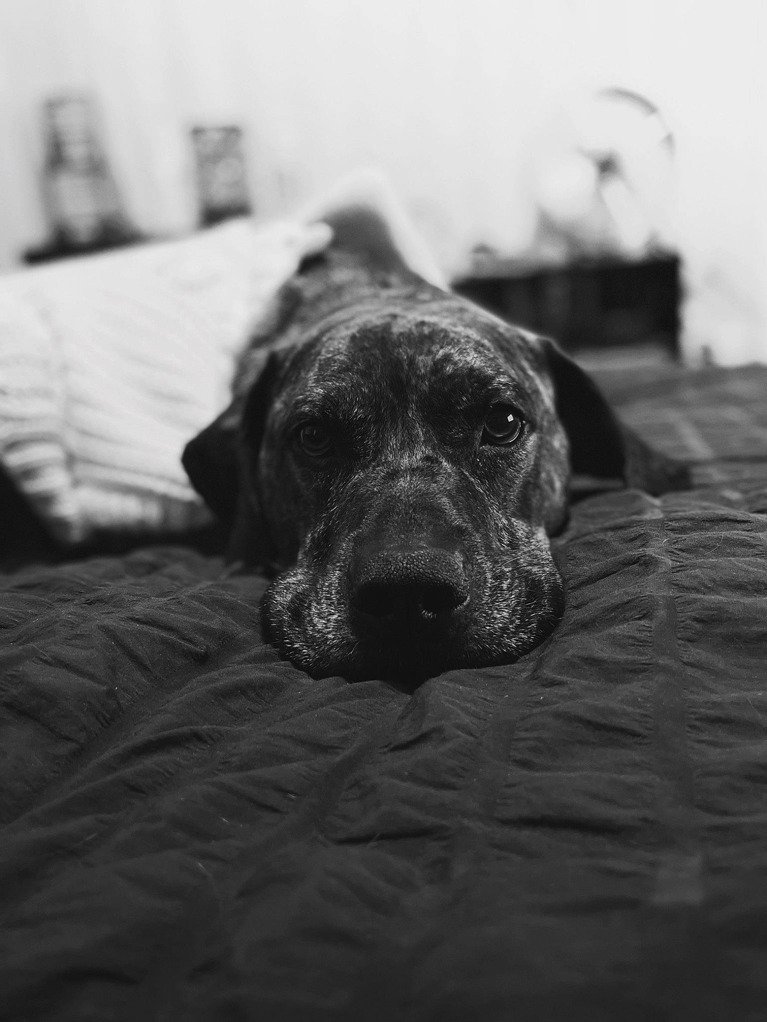 Deazle is registered to the contest to win money with this photo: black, black_and_white, carnivore, comfort, companion_dog, dog, dog_breed, fur, grey, guard_dog, monochrome, monochrome_photography, sporting_group, still_life_photography, style, terrestrial_animal, whiskers, white, working_animal, wrinkle