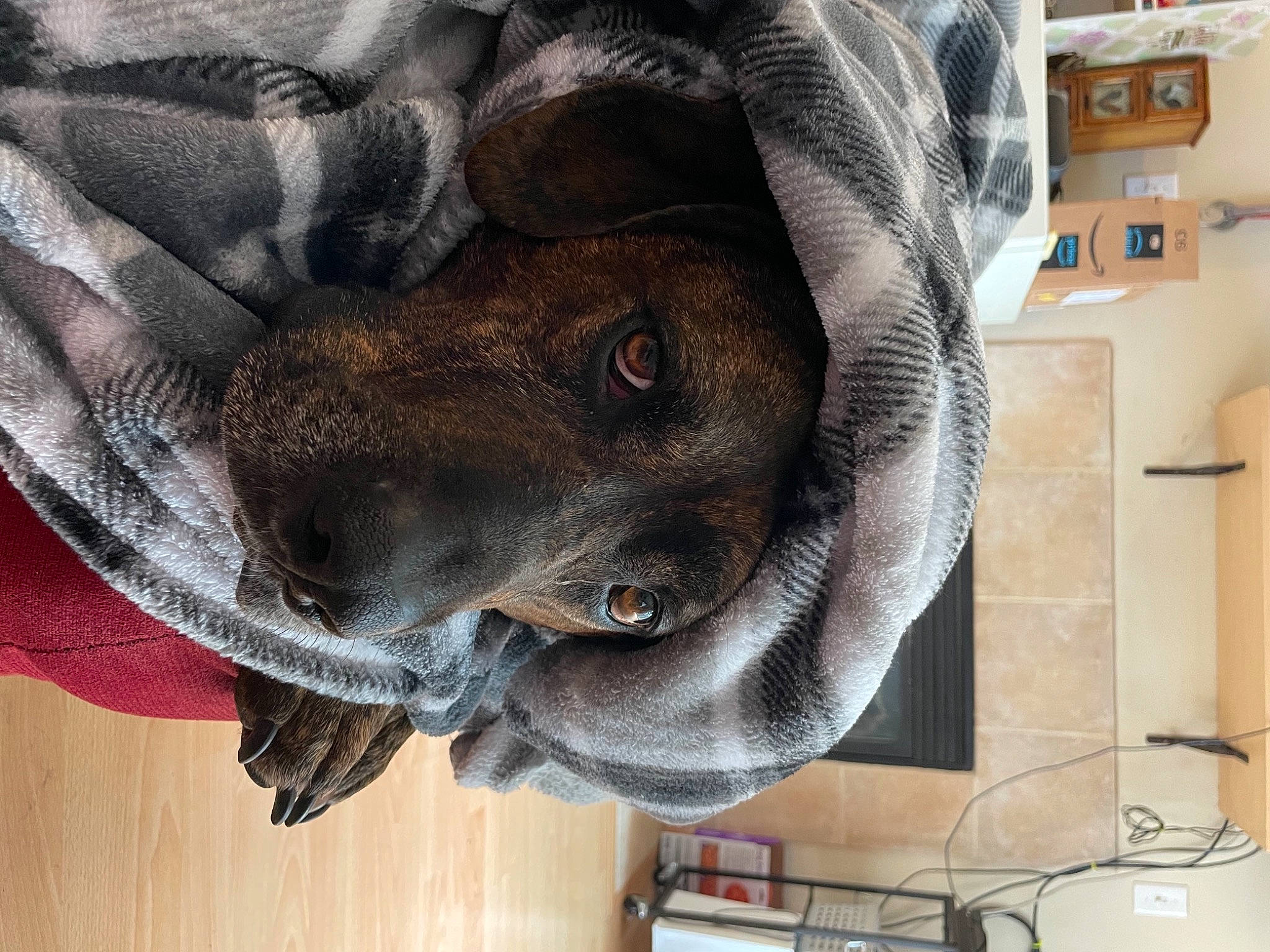 Deazle joined the competition — help win amazing prizes! carnivore, collar, comfort, companion_dog, dog, dog_breed, fashion_accessory, fawn, flooring, fur, grey, hat, helmet, jaw, liver, snout, sporting_group, whiskers, wood, working_animal