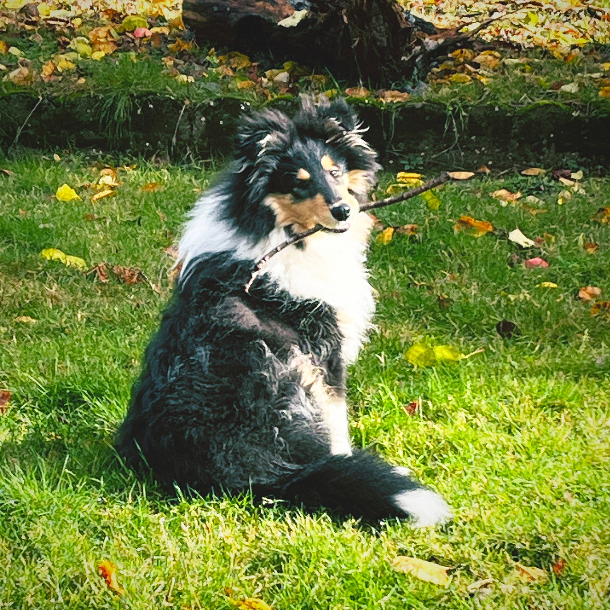 Ulan participe au concours pour gagner de l'argent avec cette photo : border_collie, canidae, carnivore, companion_dog, dog, dog_breed, flower, grass, groundcover, herding_dog, lawn, people_in_nature, plant, rough_collie, shetland_sheepdog, snout, sporting_group, tail, terrestrial_animal, working_animal