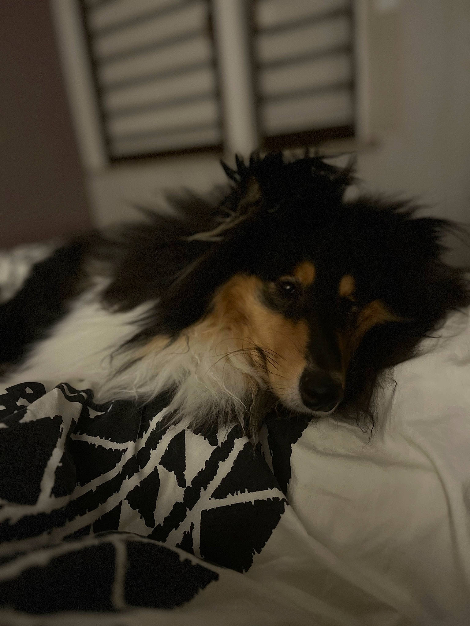 Ulan participe au concours pour gagner de l'argent avec cette photo : canidae, carnivore, companion_dog, dog, dog_breed, dog_supply, event, fur, herding_dog, liver, pet_supply, rough_collie, snout, sporting_group, terrestrial_animal, toy_dog, whiskers, wing, working_animal, working_dog