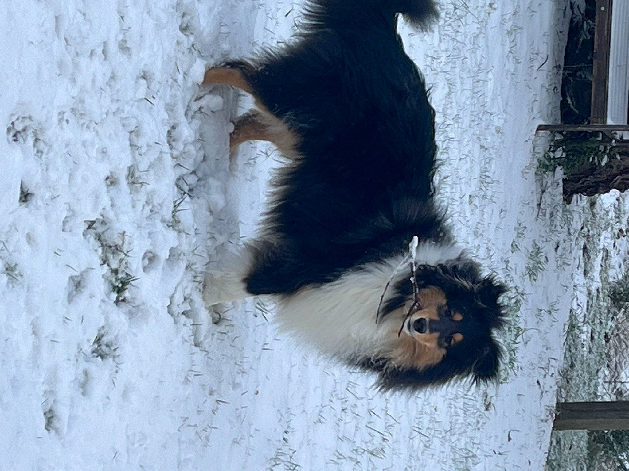 Ulan participe au concours pour gagner de l'argent avec cette photo : canidae, carnivore, dog_breed, feather, foot, fur, leg, natural_material, plant, snout, sporting_group, tail, terrestrial_animal, tree, trunk, twig, wildlife, window, winter, wood