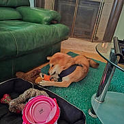 Bobun participe au concours pour gagner de l'argent avec cette photo : animal, canine, chewing, dog, dog_bed, floor, furniture, glass_table, green_carpet, green_couch, harness, home, indoor, living_room, pet, pink_bowl, playful, relaxing, stuffed_toy, toy