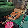 animal, canine, chewing, dog, dog_bed, floor, furniture, glass_table, green_carpet, green_couch, harness, home, indoor, living_room, pet, pink_bowl, playful, relaxing, stuffed_toy, toy