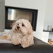 Taya participe au concours pour gagner de l'argent avec cette photo : dog, fluffy, cream_colored, pet, indoor, lounging, black_leather, blanket, fireplace, calm, thoughtful, fur, cute, companion, domestic, relaxed, cozy, home, animal, portrait