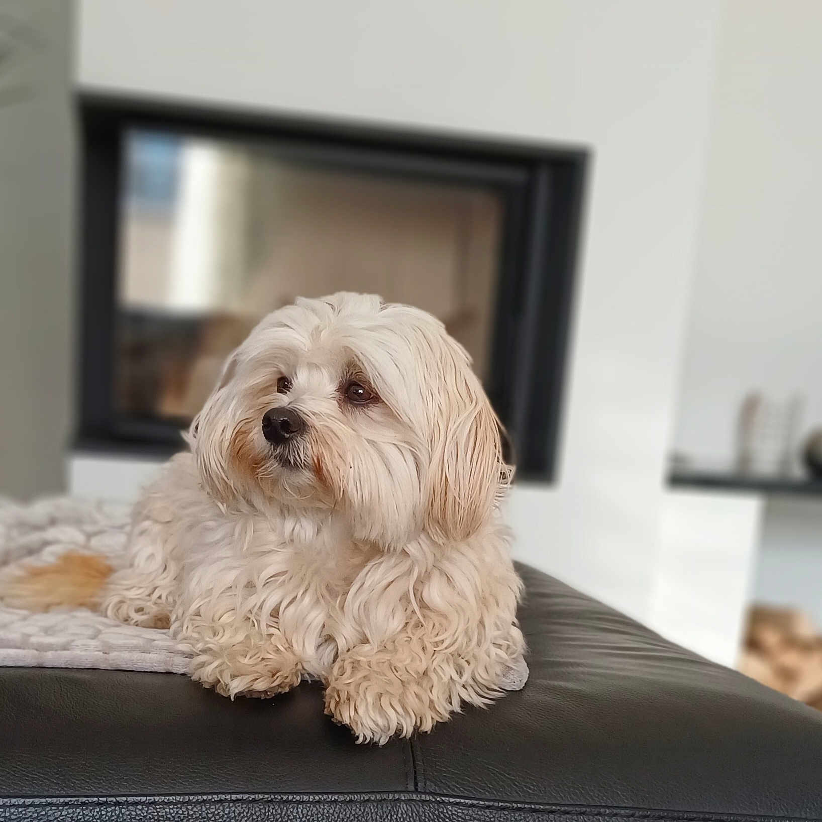 Taya participe au concours pour gagner de l'argent avec cette photo : dog, fluffy, cream_colored, pet, indoor, lounging, black_leather, blanket, fireplace, calm, thoughtful, fur, cute, companion, domestic, relaxed, cozy, home, animal, portrait
