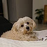 animal, background_blur, bed, canine, companion, cozy, cream_colored, curious, cute, dog, fluffy, fur, furniture, houseplant, indoor, pet, portrait, quilt, relaxed, small_dog