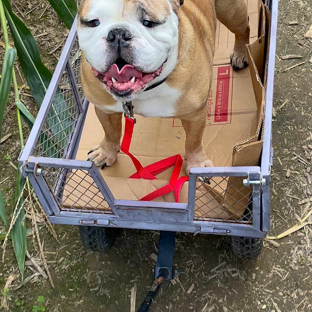 Chumlee joined the competition — help win amazing prizes! animal_shelter, canidae, carnivore, collar, companion_dog, dog, dog_breed, dog_collar, dog_supply, fawn, grass, leash, mammal, pet_supply, shar_pei, snout, sporting_group, vertebrate, working_animal, wrinkle