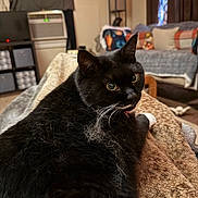 Precious joined the competition — help win amazing prizes! air_conditioner, black_cat, blanket, cat, close_up, cozy, curtain, fur, green_eyes, home_interior, indoor, living_room, pet, pillow, portrait, relaxed, shelf, sofa, tuxedo_cat, whiskers