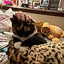 Maggie joined the competition — help win amazing prizes! cat, hand, blanket, leopard_print, stuffed_animal, pillow, bed, indoor, cozy, petting, feline, soft, fur, animal, resting, comfort, cluttered, decor, frame, photograph