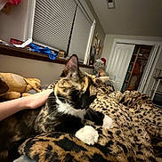 Maggie is registered to the contest to win money with this photo: cat, calico, pet, hand, blanket, leopard_print, bedroom, window, blinds, closet, door, stuffed_animal, home_interior, furniture, cozy, resting, animal, indoor, comfort, sleepy