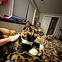 cat, calico, pet, hand, blanket, leopard_print, bedroom, window, blinds, closet, door, stuffed_animal, home_interior, furniture, cozy, resting, animal, indoor, comfort, sleepy