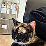 Maggie joined the competition — help win amazing prizes! cat, calico_cat, pet, animal, whiskers, fur, indoor, couch, leather, kitchen, refrigerator, magnets, papers, wood_floor, relaxed, close_up, natural_light, domestic_animal, feline, household