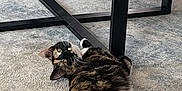 Maggie joined the competition — help win amazing prizes! cat, tortoiseshell, carpet, coffee_table, toy, castle, indoor, furniture, relaxed, pet, animal, floor, curious, paws, living_room, modern, couch, wood, plastic, decor