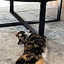 cat, tortoiseshell, carpet, coffee_table, toy, castle, indoor, furniture, relaxed, pet, animal, floor, curious, paws, living_room, modern, couch, wood, plastic, decor