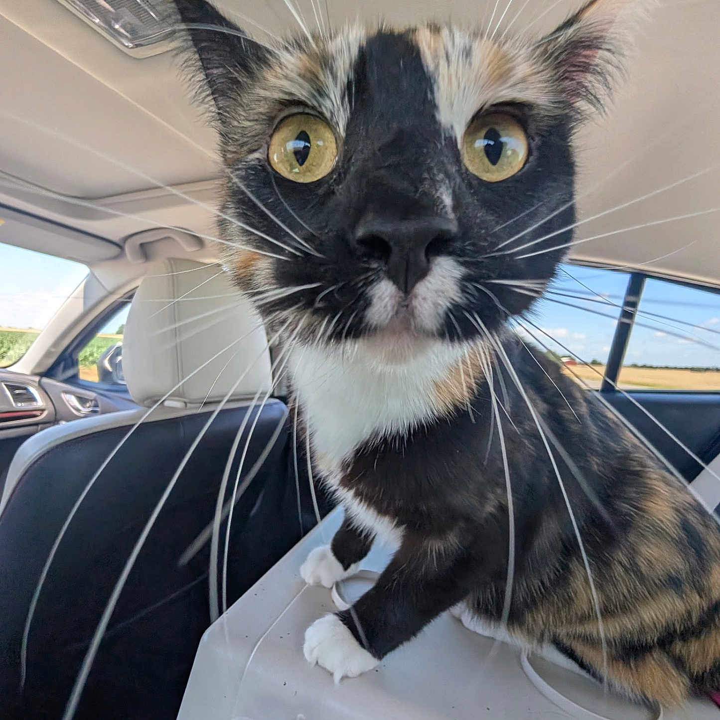 Maggie is registered to the contest to win money with this photo: animal, calico_cat, car_interior, cat, close_up, curious, daylight, fur, headrest, indoor, pet_carrier, pets, remington, seat, transport, travel, vehicle, whiskers, window, yellow_eyes
