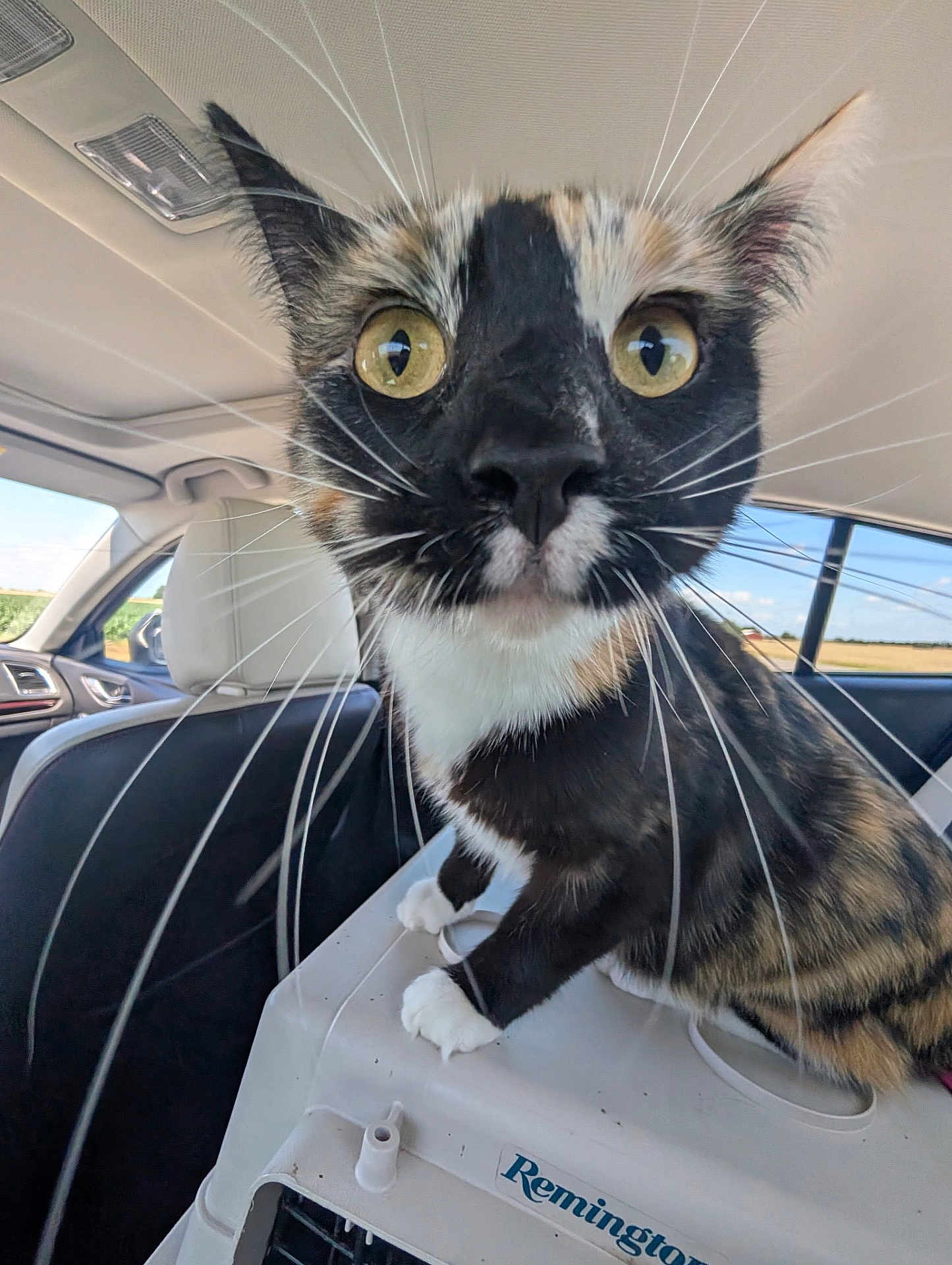 Maggie