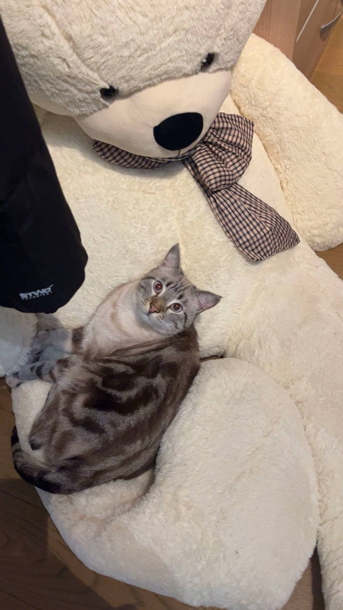 Nanus a rejoint le concours — aidez-le/la à gagner de superbes lots ! carnivore, cat, comfort, denim, domestic_short_haired_cat, felidae, fur, grey, linens, pattern, paw, small_to_medium_sized_cats, stuffed_toy, tail, textile, whiskers