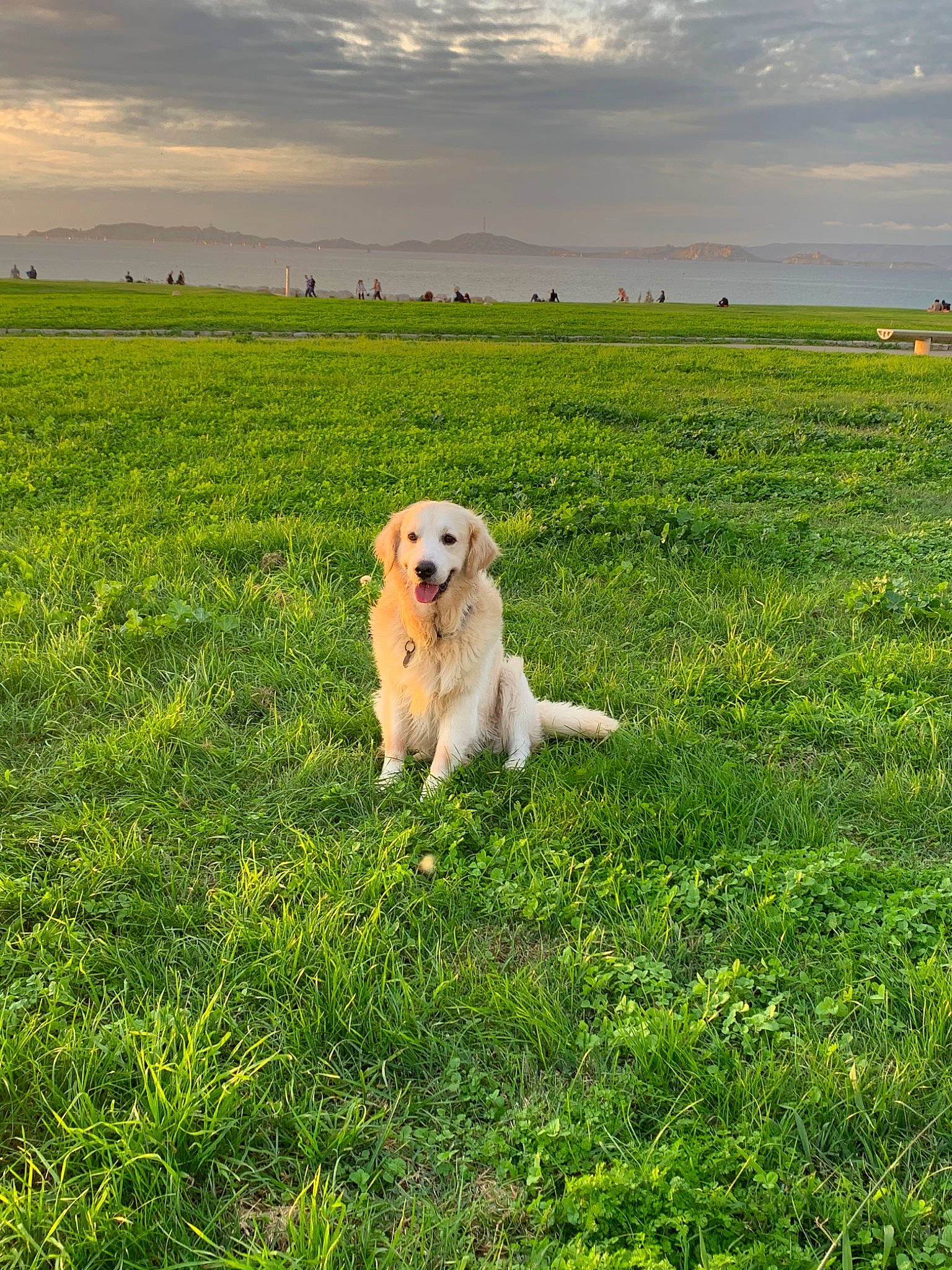 Jake a rejoint le concours — aidez-le/la à gagner de superbes lots ! canidae, carnivore, companion_dog, dog, dog_breed, farm, field, field_trial, golden_retriever, grass, grass_family, grassland, labrador_retriever, mammal, meadow, pasture, plant, prairie, retriever, sporting_group