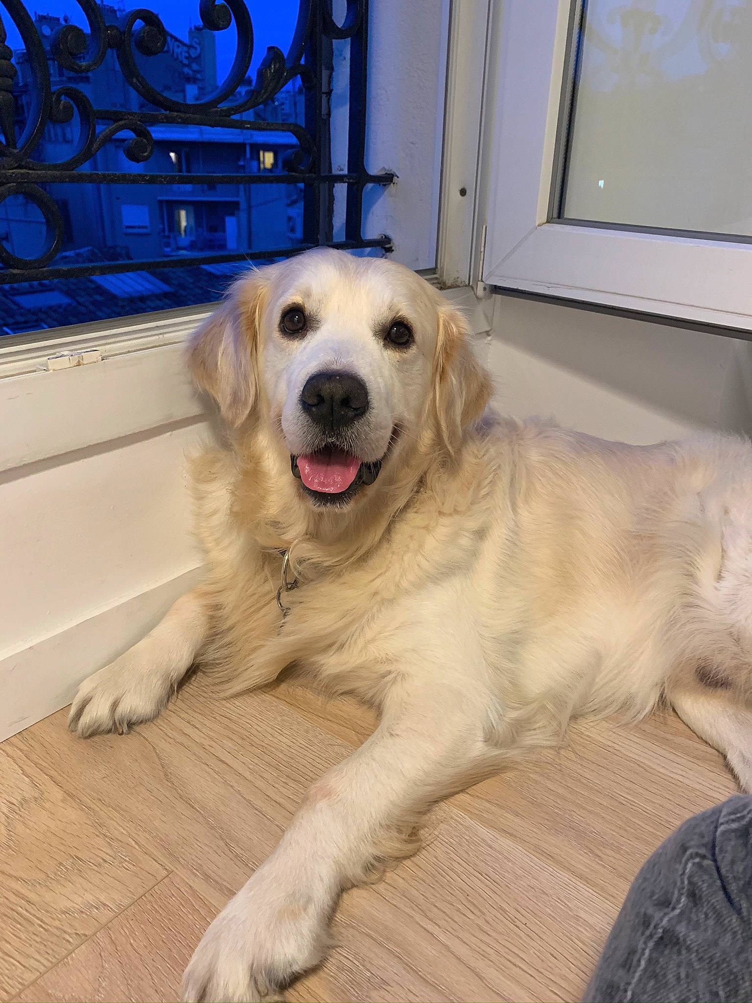 Jake a rejoint le concours — aidez-le/la à gagner de superbes lots ! akbash_dog, canidae, carnivore, companion_dog, dog, dog_breed, fawn, golden_retriever, great_pyrenees, labrador_retriever, livestock_guardian_dog, mammal, maremma_sheepdog, mucuchies, retriever, slovak_cuvac, small_greek_domestic_dog, snout, sporting_group, vertebrate