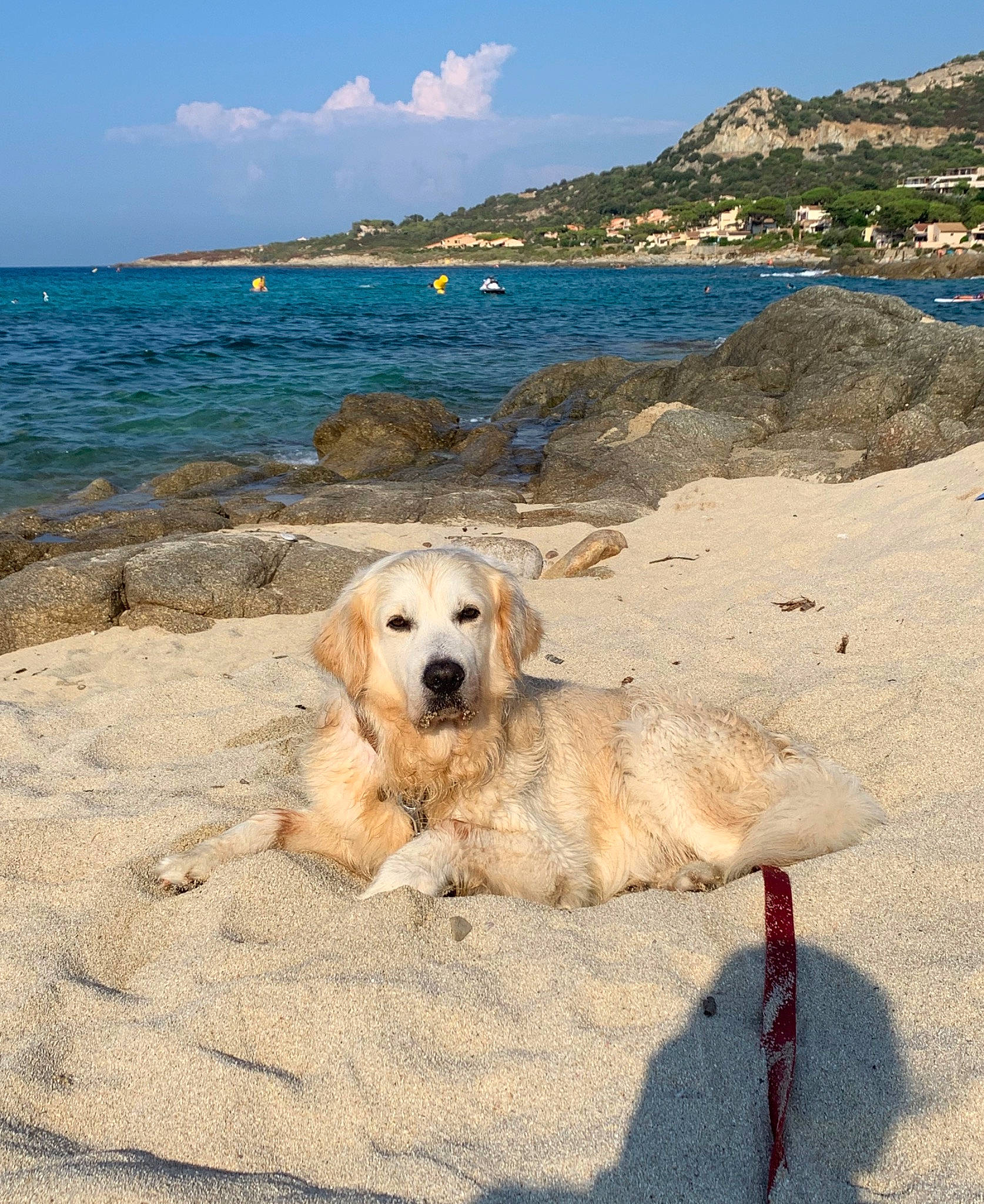 Jake a rejoint le concours — aidez-le/la à gagner de superbes lots ! beach, canidae, carnivore, coast, coastal_and_oceanic_landforms, dog, dog_breed, golden_retriever, leash, livestock_guardian_dog, mammal, maremma_sheepdog, ocean, retriever, sand, sea, shore, sporting_group, summer, vacation