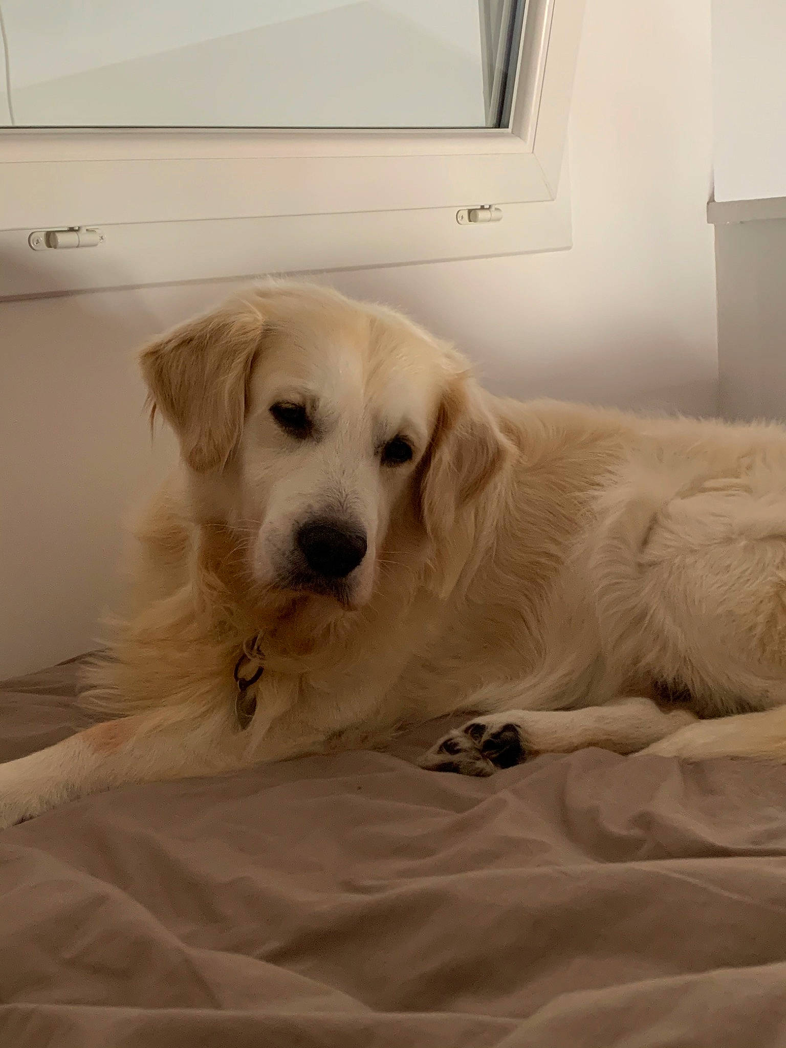 Jake participe au concours pour gagner de l'argent avec cette photo : akbash_dog, canidae, carnivore, companion_dog, dog, dog_breed, fur, golden_retriever, great_pyrenees, labrador_retriever, livestock_guardian_dog, mammal, maremma_sheepdog, polish_tatra_sheepdog, puppy, retriever, slovak_cuvac, snout, sporting_group, vertebrate