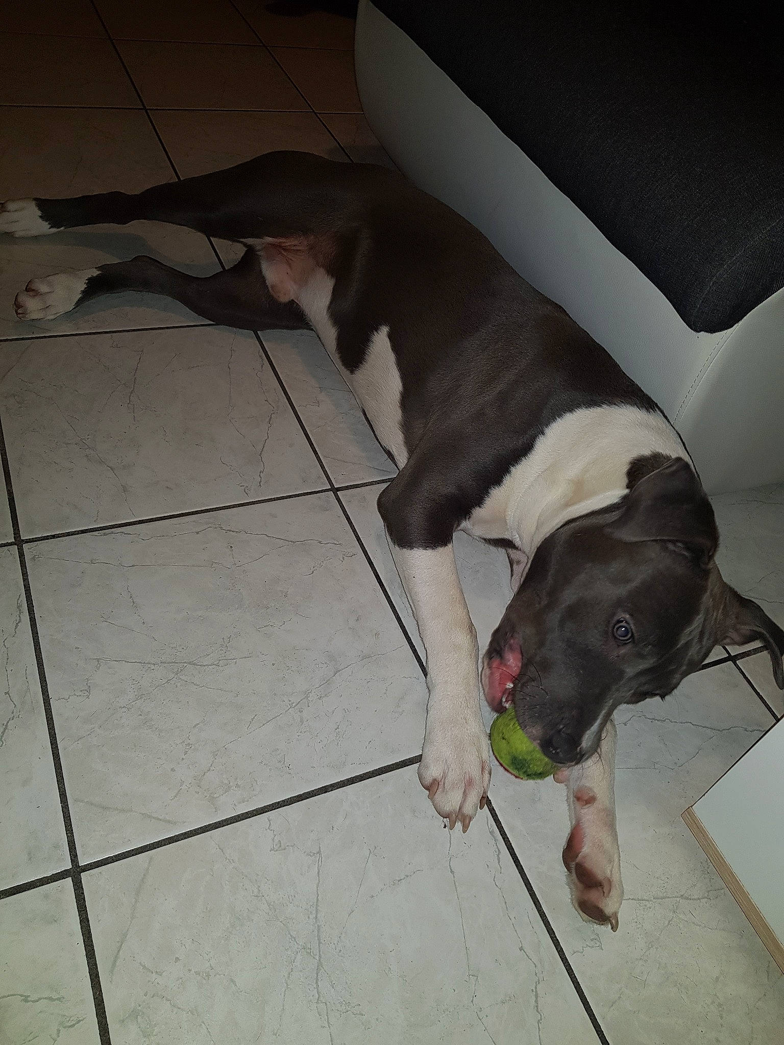 Parker participe au concours pour gagner de l'argent avec cette photo : american_bulldog, american_pit_bull_terrier, canidae, carnivore, dog, dog_breed, fawn, floor, non_sporting_group, pit_bull, snout, sporting_group, tail