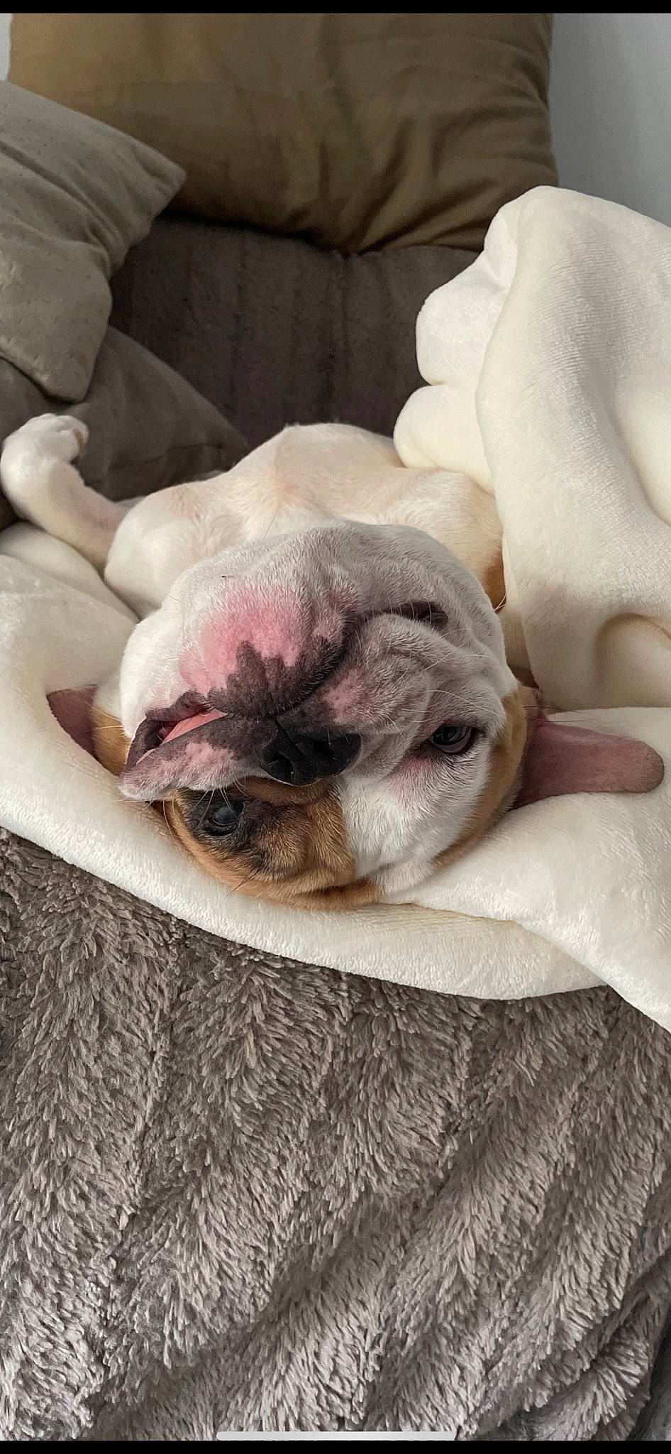 Lana a rejoint le concours — aidez-le/la à gagner de superbes lots ! bored, bulldog, canidae, carnivore, comfort, companion_dog, dog, dog_breed, fawn, fur, grey, linens, nap, pug, snout, sporting_group, terrestrial_animal, toy_dog, working_animal, wrinkle