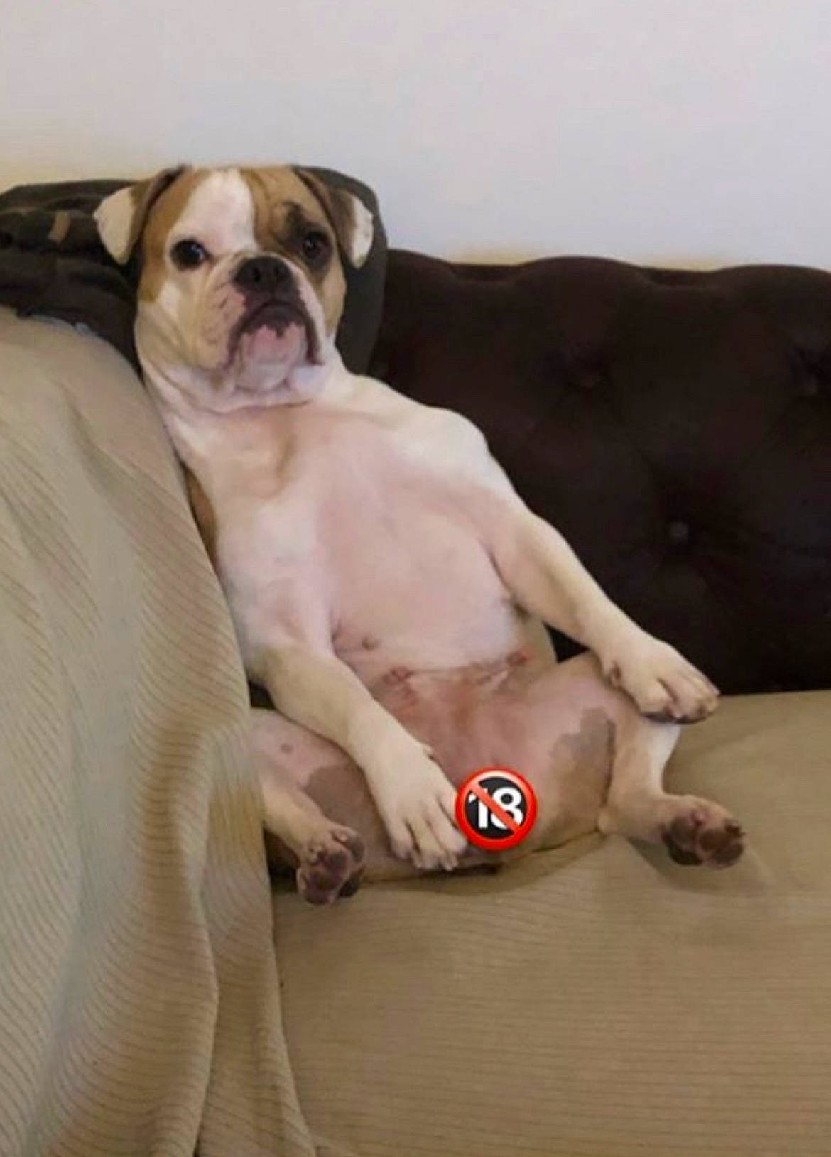 Lana participe au concours pour gagner de l'argent avec cette photo : art, bulldog, canidae, carnivore, comfort, companion_dog, dog, dog_breed, dog_collar, dog_supply, fawn, flooring, hardwood, non_sporting_group, snout, sporting_group, whiskers, window, working_animal, wrinkle