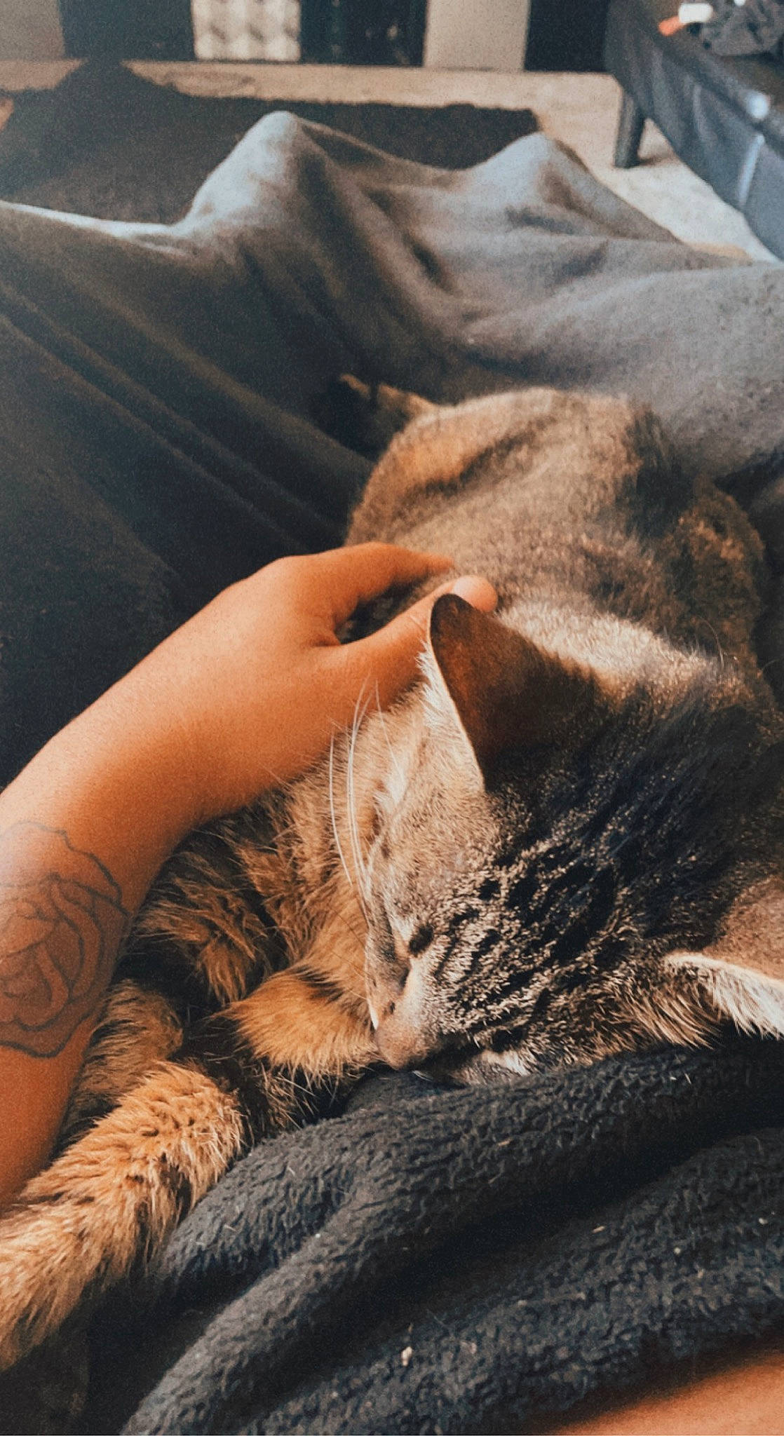 Ziggy is registered to the contest to win money with this photo: carnivore, cat, close_up, comfort, couch, domestic_short_haired_cat, fawn, felidae, fur, grey, human_leg, linens, nap, paw, sitting, small_to_medium_sized_cats, snout, tail, whiskers, wildlife