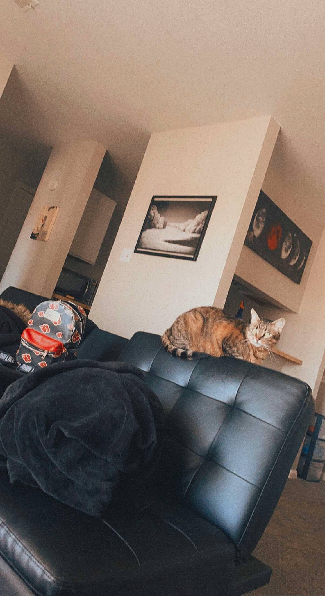 Ziggy joined the competition — help win amazing prizes! architecture, bed_frame, carnivore, comfort, couch, felidae, floor, flooring, furniture, grey, hardwood, house, interior_design, lamp, linens, living_room, picture_frame, pillow, studio_couch, wood