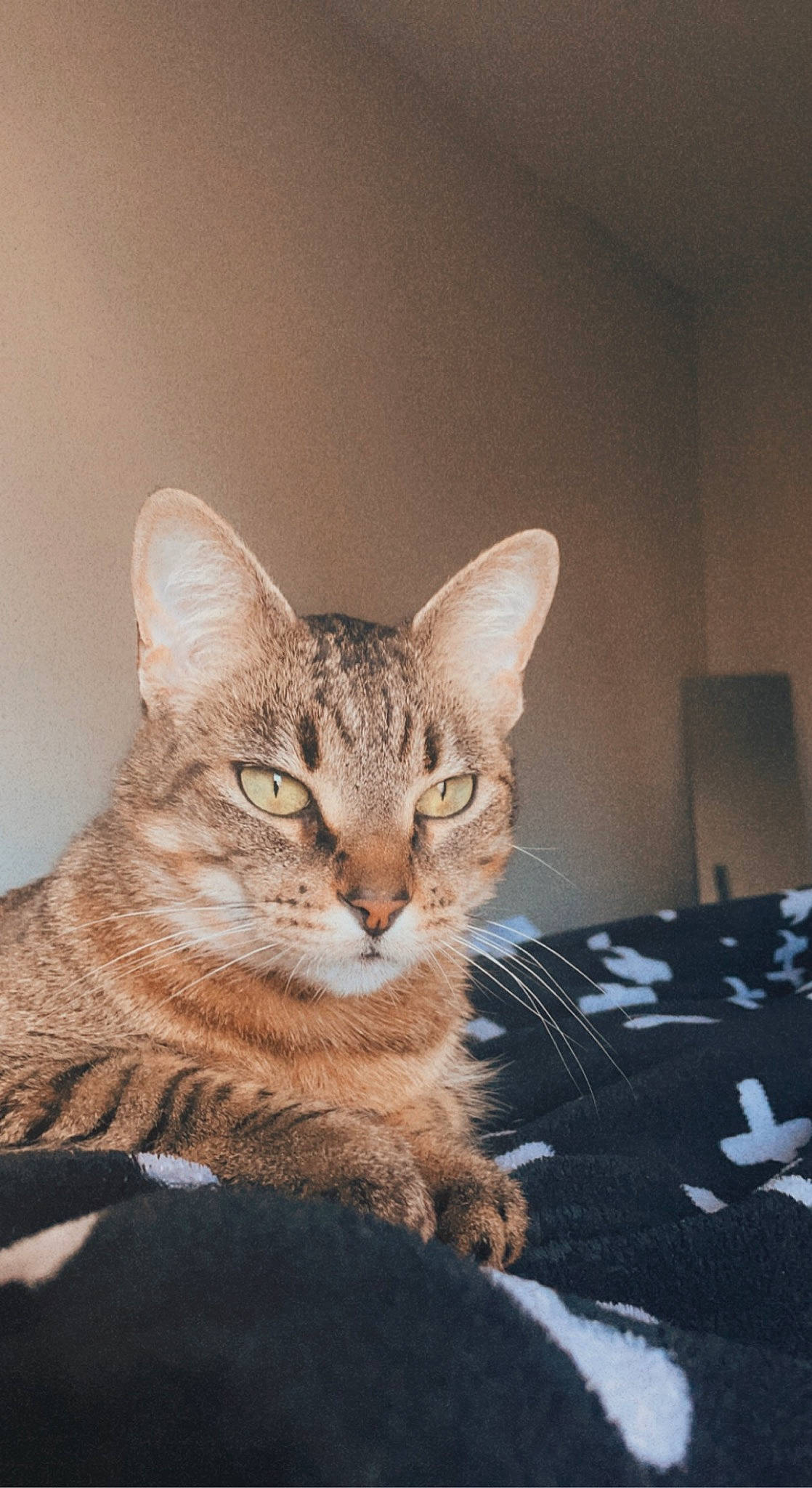 Ziggy joined the competition — help win amazing prizes! art, carnivore, cat, domestic_short_haired_cat, door, fawn, felidae, flooring, fur, paw, sitting, small_to_medium_sized_cats, snout, tail, terrestrial_animal, whiskers, wildlife, window, wood