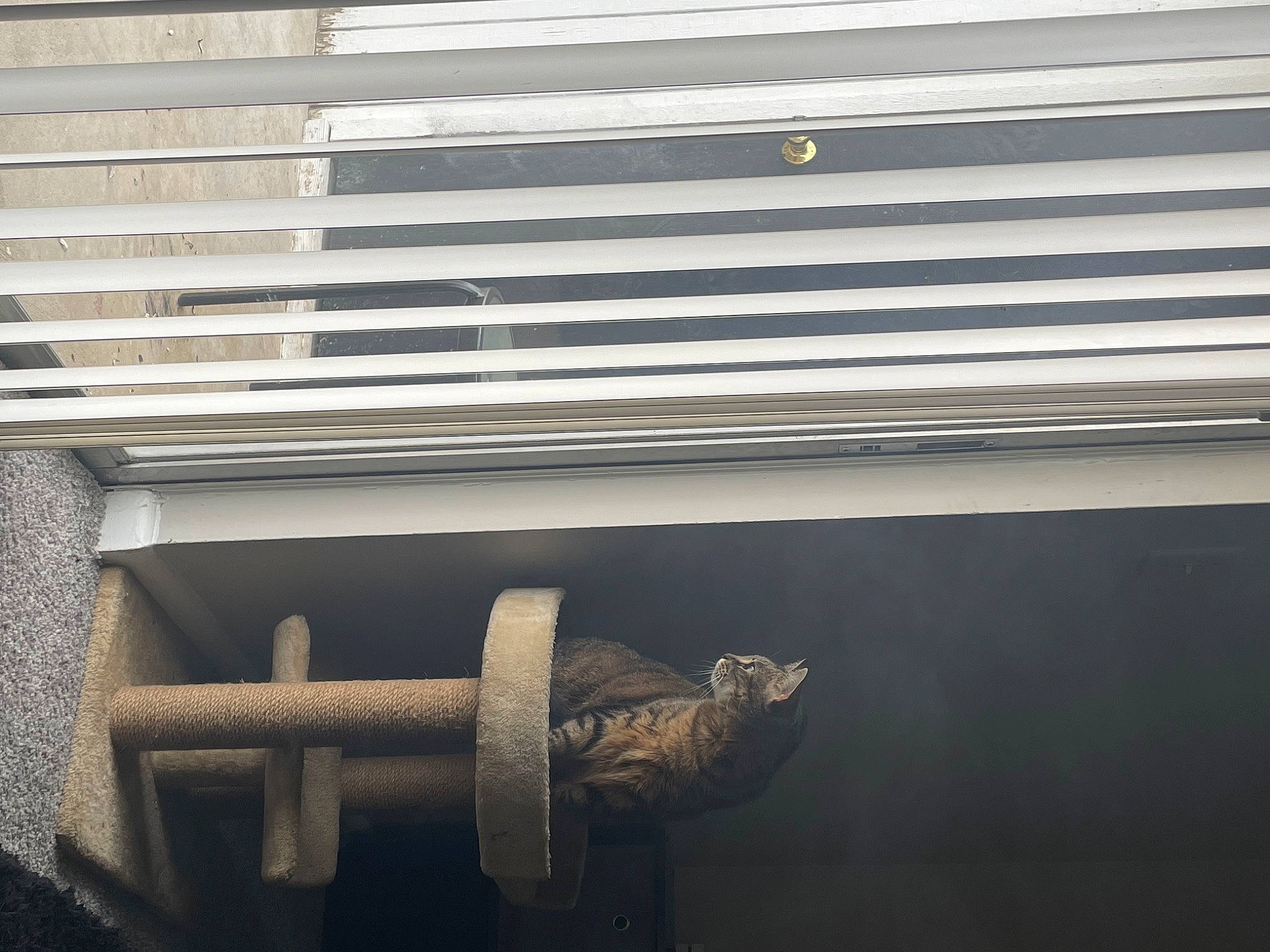 Ziggy joined the competition — help win amazing prizes! automotive_exterior, composite_material, facade, font, gas, grille, material_property, metal, pattern, pipe, rectangle, room, shade, steel, tints_and_shades, window, window_blind, window_covering, window_treatment, wood