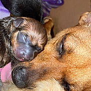 Jelly Bean joined the competition — help win amazing prizes! dog, puppy, newborn, animal, sleeping, close_up, fur, snuggling, brown, black, cute, pet, mother, family, resting, indoor, soft, warm, love, companion
