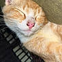 cat, kitten, sleeping, close_up, ginger, white, pink_nose, whiskers, fur, cute, pet, animal, resting, cozy, soft, face, ears, peaceful, indoors, young