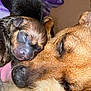 dog, puppy, newborn, animal, sleeping, close_up, fur, snuggling, brown, black, cute, pet, mother, family, resting, indoor, soft, warm, love, companion