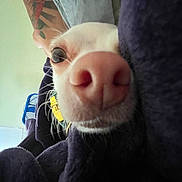 Fredo joined the competition — help win amazing prizes! dog, nose, close_up, blanket, eye, fur, indoor, pet, cozy, portrait, whiskers, animal, snout, soft, resting, cute, face, domestic_animal, relaxation, warm