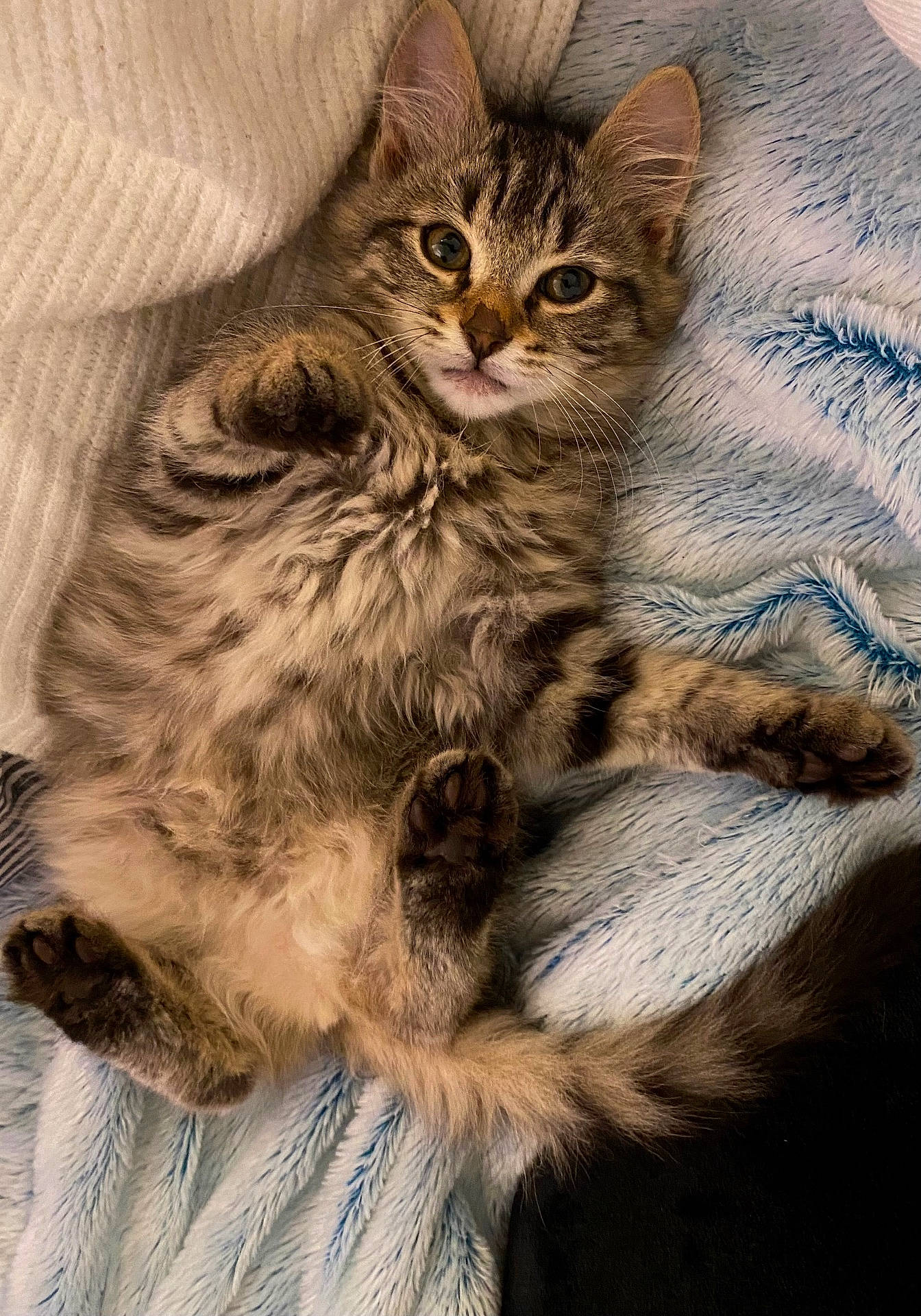 abyssinian, angora, animal, bed, blanket, canine, cat, chair, couch, dog, furniture, homedecor, kitten, linen, manx, person, pet, quilt, siamese, sleeping