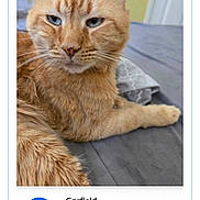 Garfield joined the competition — help win amazing prizes! cat, ginger_cat, pet, indoor, bed, blanket, fur, animal, resting, face, whiskers, ears, eyes, domestic_cat, portrait, feline, relaxed, looking_away, home, sleeping_area
