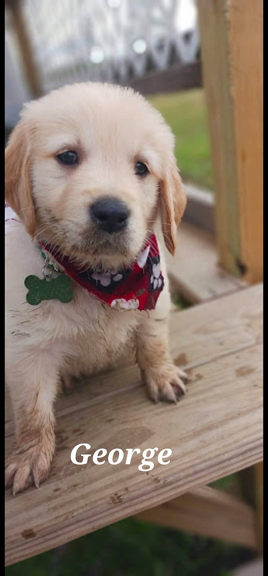 George is registered to the contest to win money with this photo: accessories, animal, architecture, building, canine, cockerspaniel, deck, dog, eskimodog, goldenretriever, hound, house, housing, labradorretriever, pet, poodle, puppy, snout, strap, whitedog