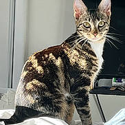 Mimi is registered to the contest to win money with this photo: cat, tabby, indoor, bed, sunlight, curious, pet, feline, striped, animal, domestic, sitting, whiskers, ears, eyes, home, furniture, relaxing, cozy, portrait