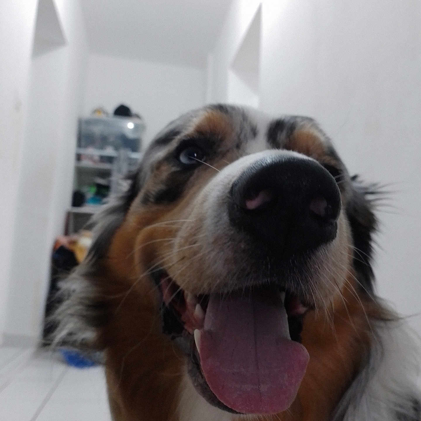 Simba a rejoint le concours — aidez-le/la à gagner de superbes lots ! animal, canine, close_up, companion, dog, domestic, friendly, fur, hallway, happy, indoor, mouth, nose, pet, shelf, smiling, teeth, tongue, tongue_out, white_walls