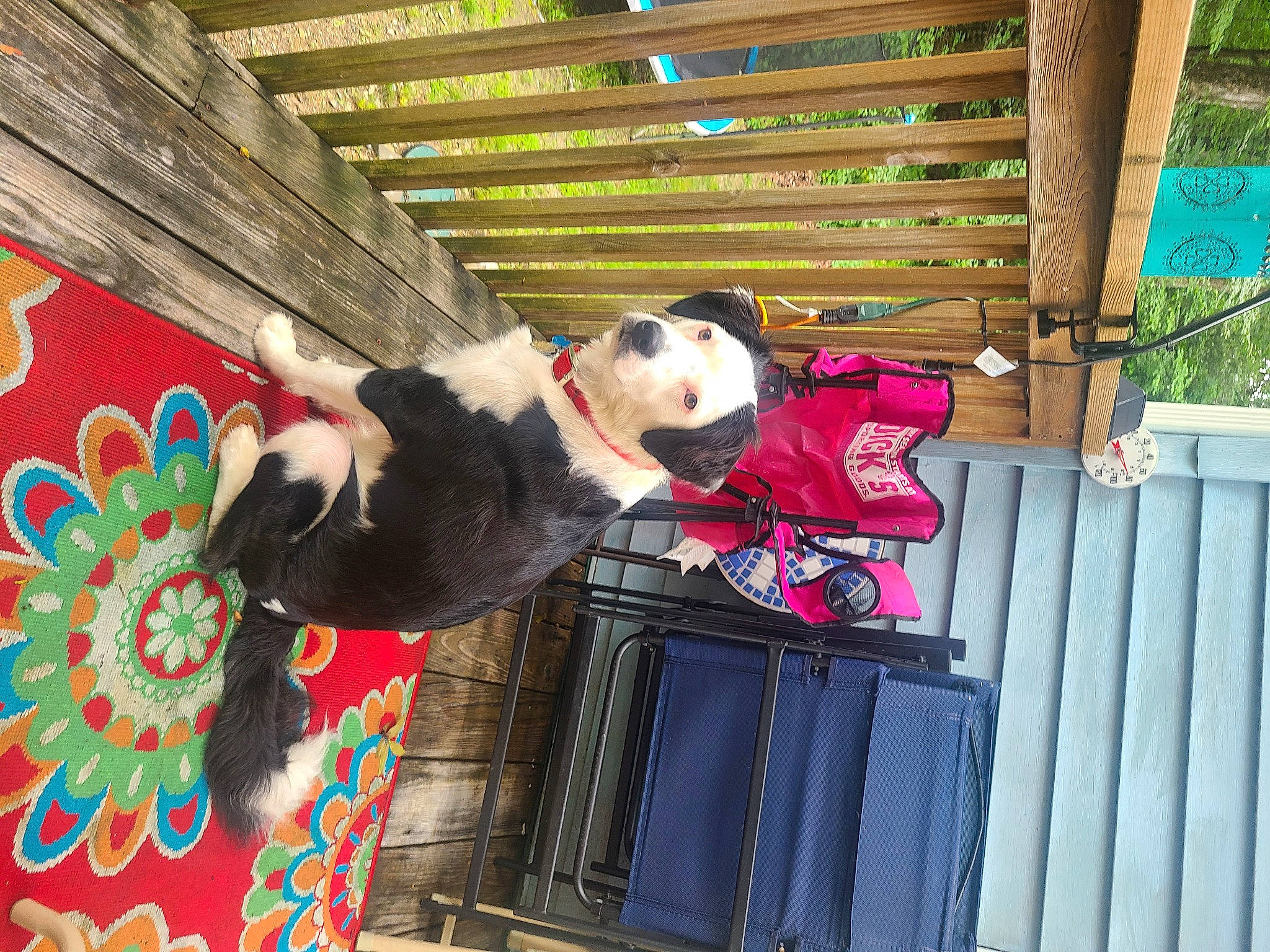 Bernie is registered to the contest to win money with this photo: art, canidae, carnivore, collar, companion_dog, dog, dog_breed, dog_collar, dog_supply, fawn, fur, hardwood, leisure, non_sporting_group, pet_supply, sporting_group, tree, waste_container, wood, working_animal